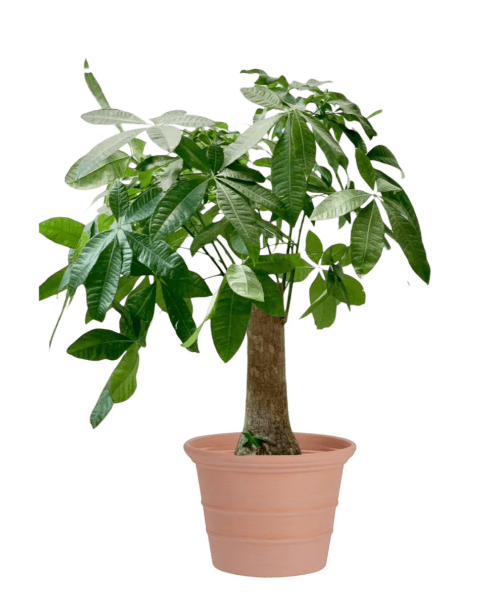 Terra Airstone Pots - XL - Image 2