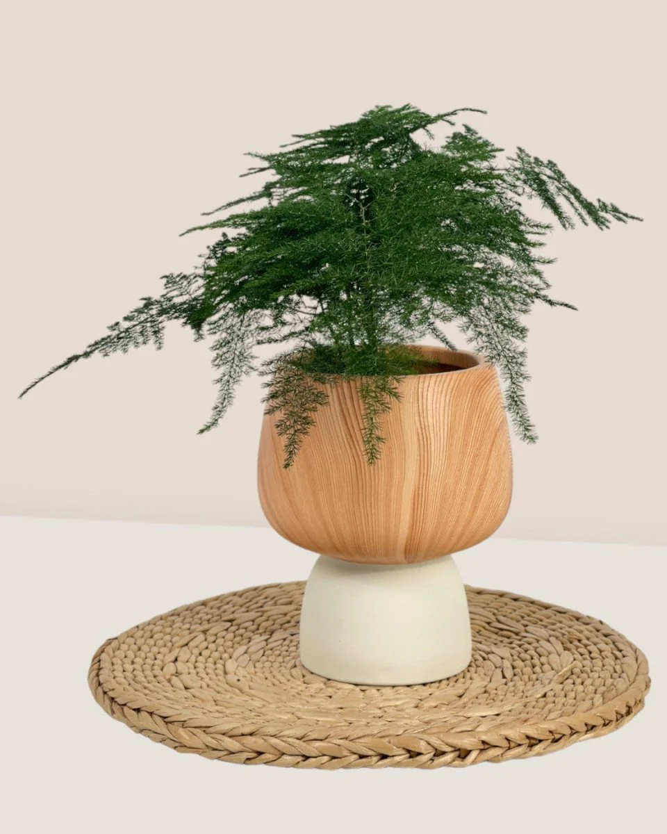 Terracotta Wooden Pot - Image 2