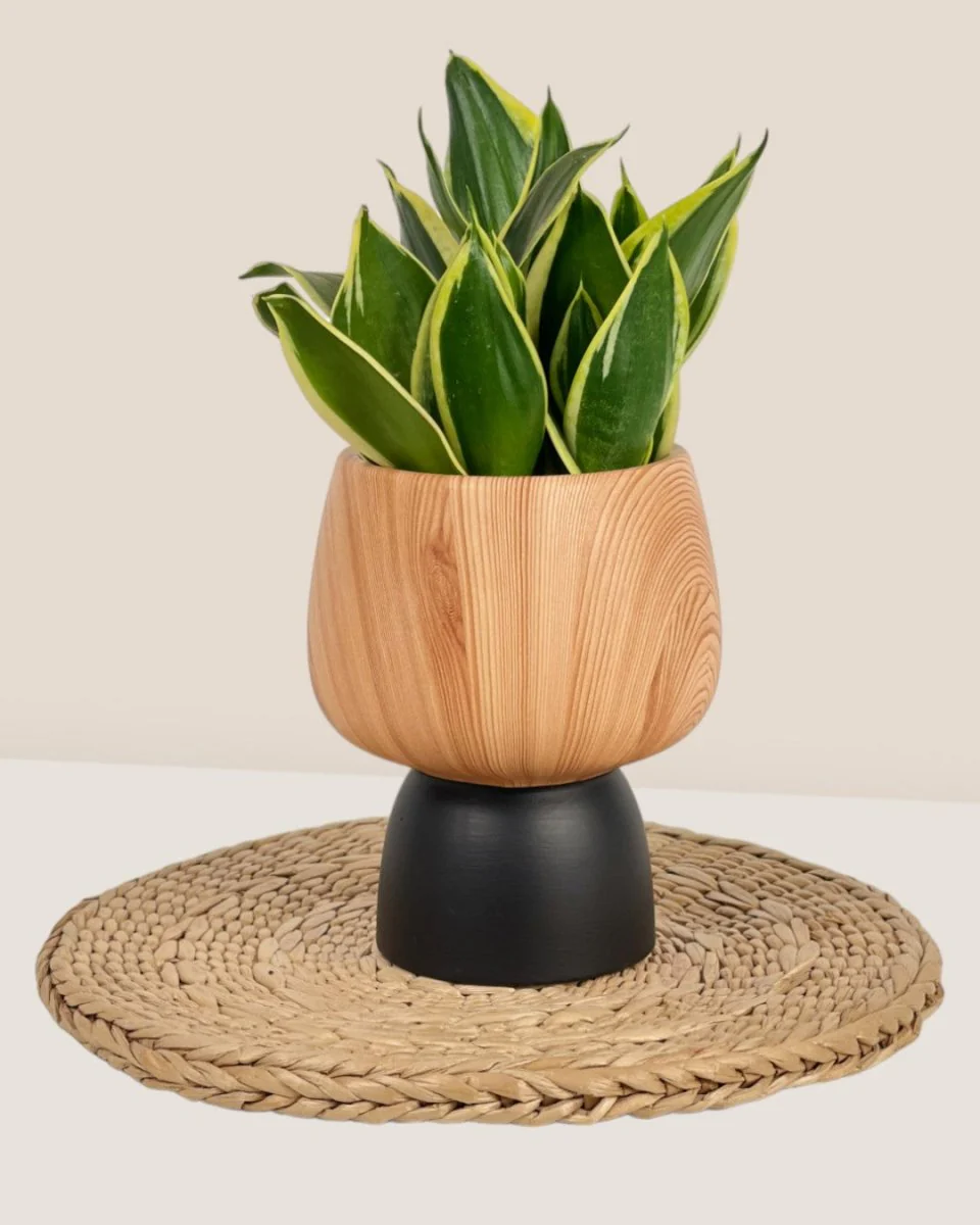 Terracotta Wooden Pot - Image 3
