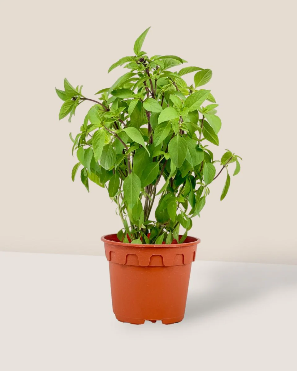Thai Basil - Image 11