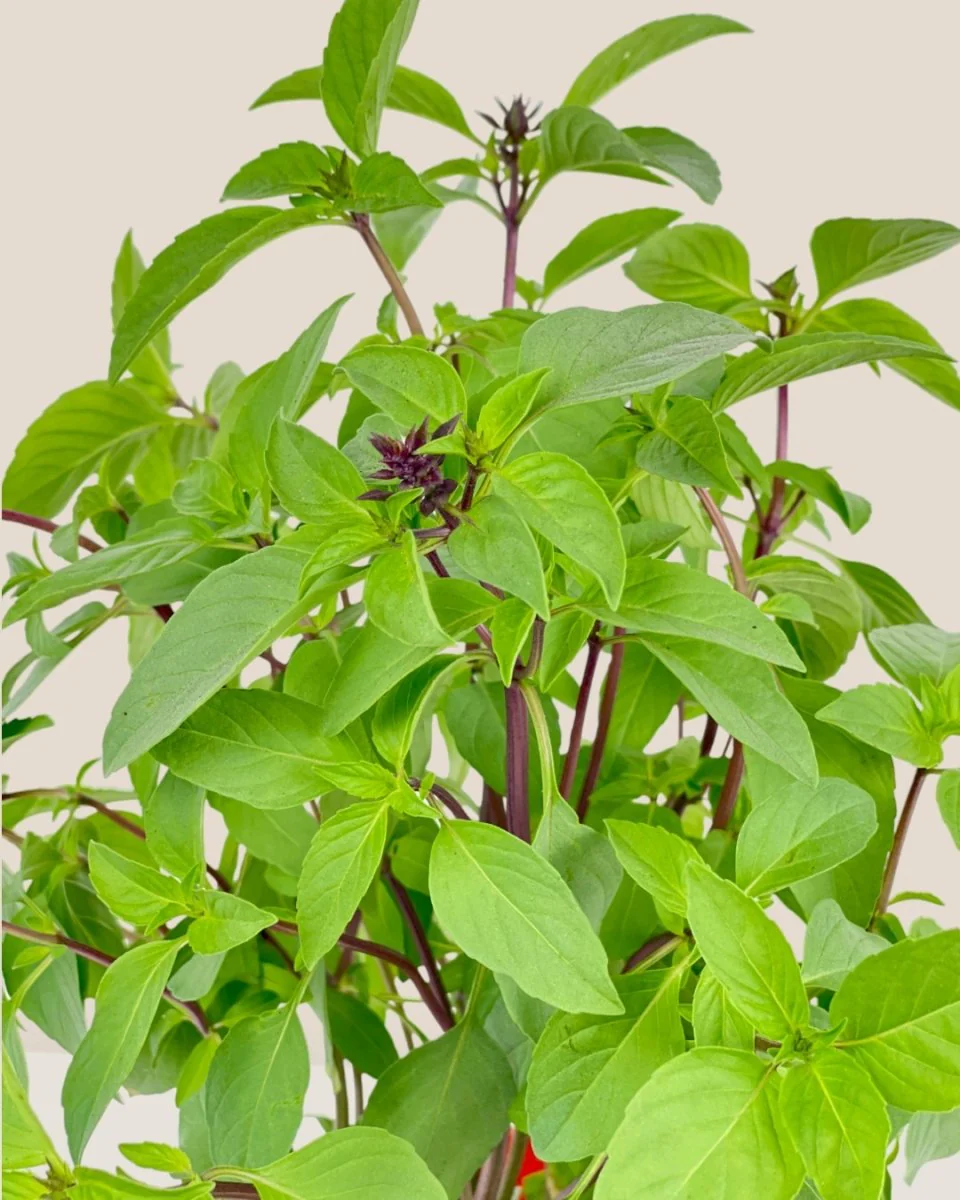 Thai Basil - Image 8