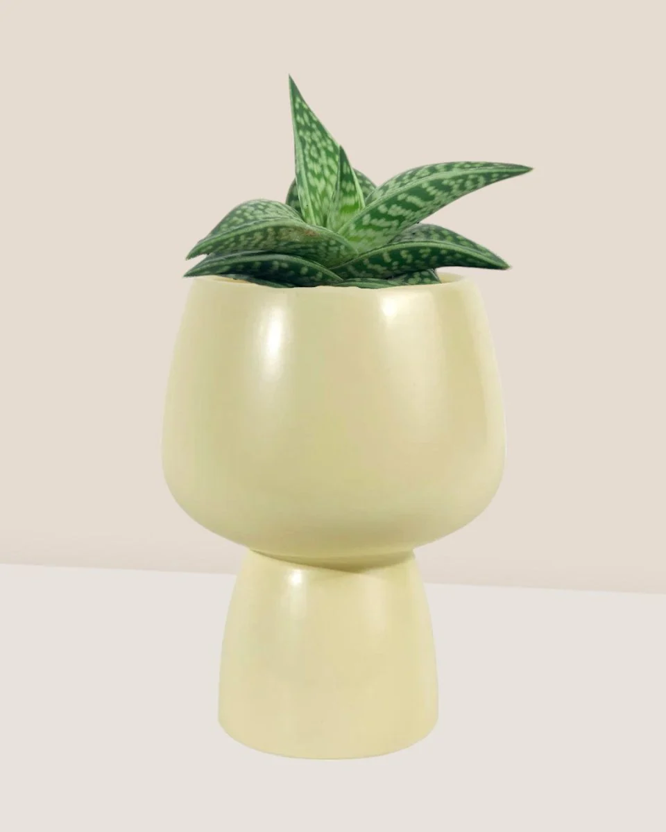 "Tiger" Aloe - Image 11