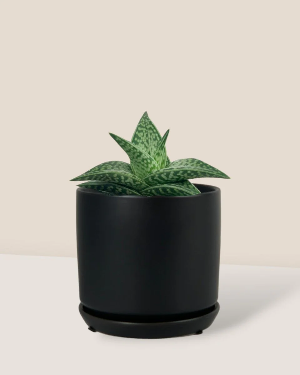 "Tiger" Aloe - Image 12