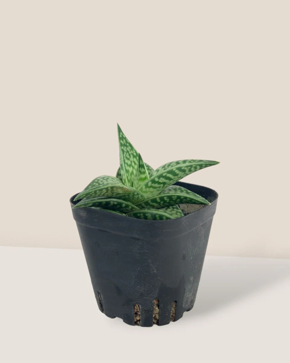 "Tiger" Aloe - Image 13