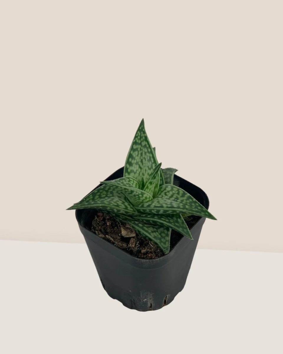"Tiger" Aloe - Image 14