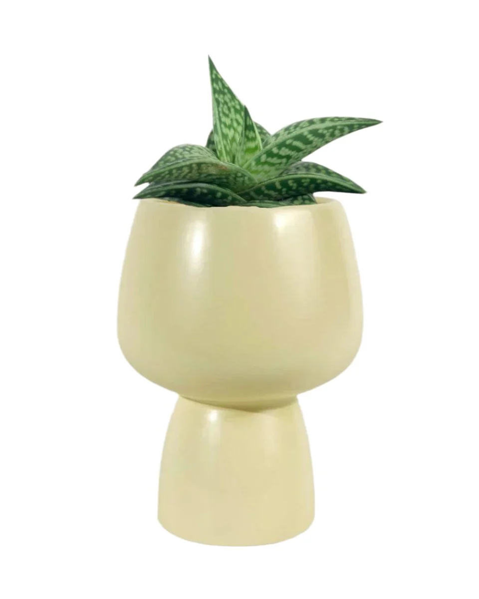 "Tiger" Aloe - Image 16