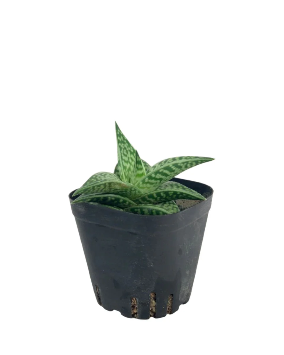"Tiger" Aloe - Image 17