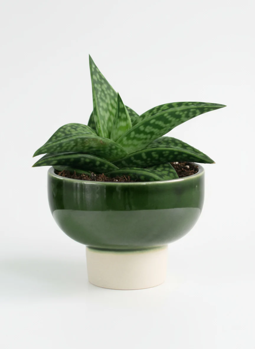 "Tiger" Aloe - Image 6