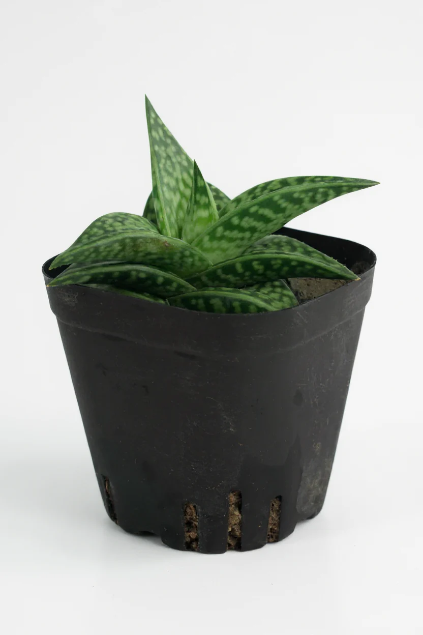 "Tiger" Aloe - Image 7
