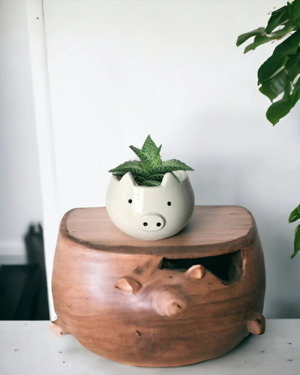 "Tiger" Aloe - Image 9