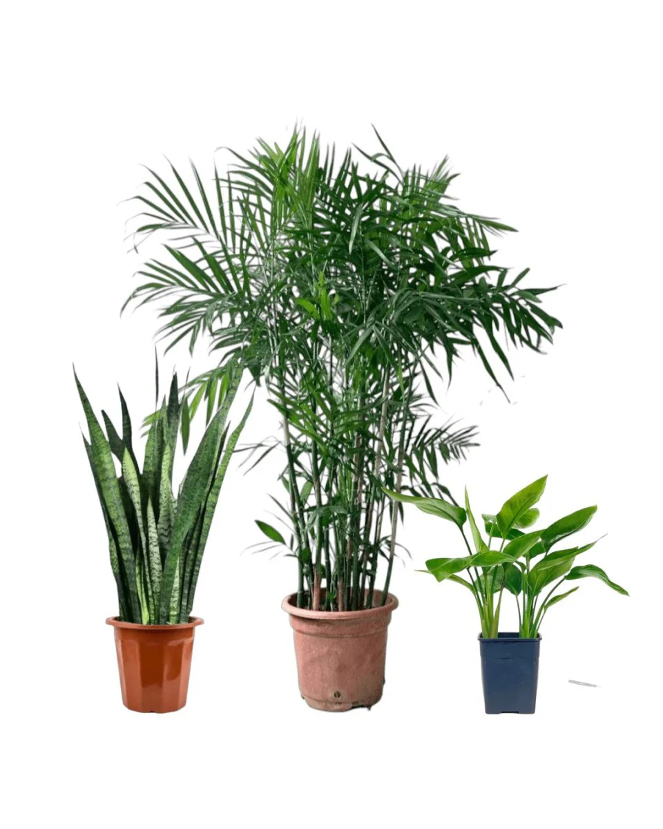 Top Seller Trio Set - Image 10