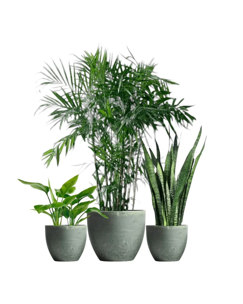 Top Seller Trio Set - Image 11