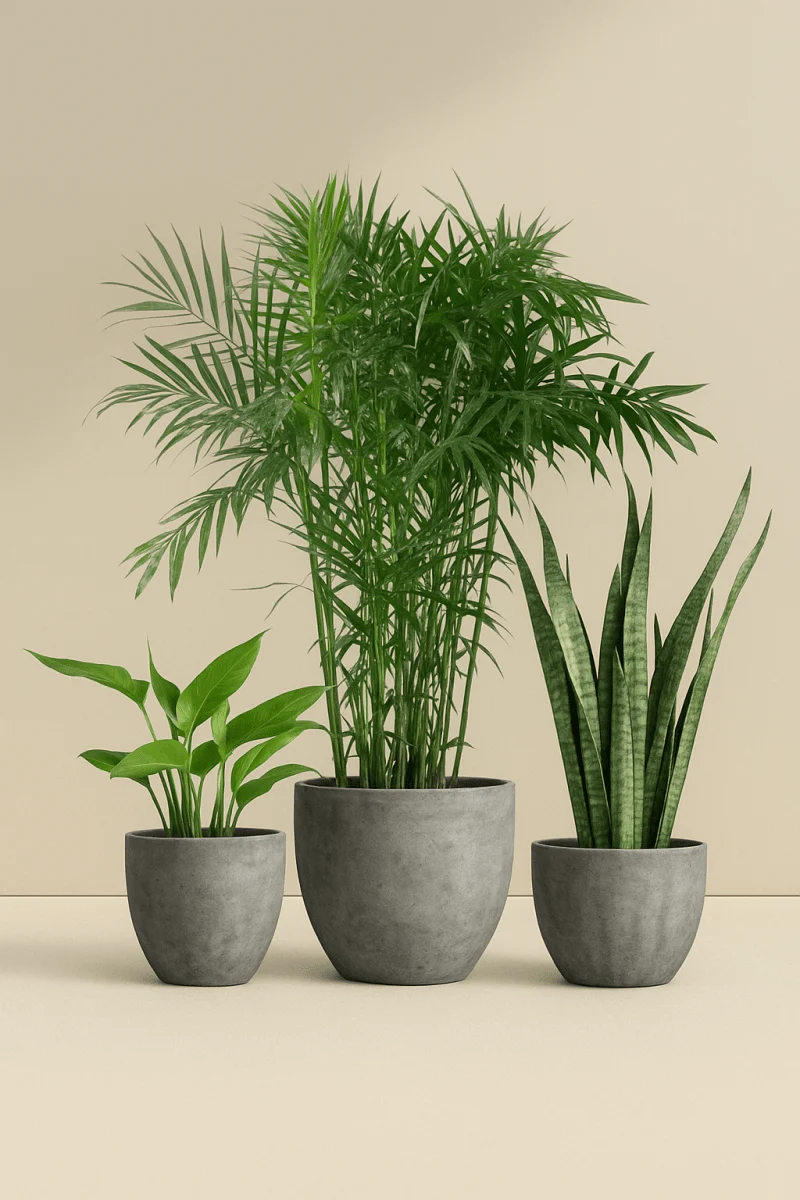 Top Seller Trio Set - Image 12