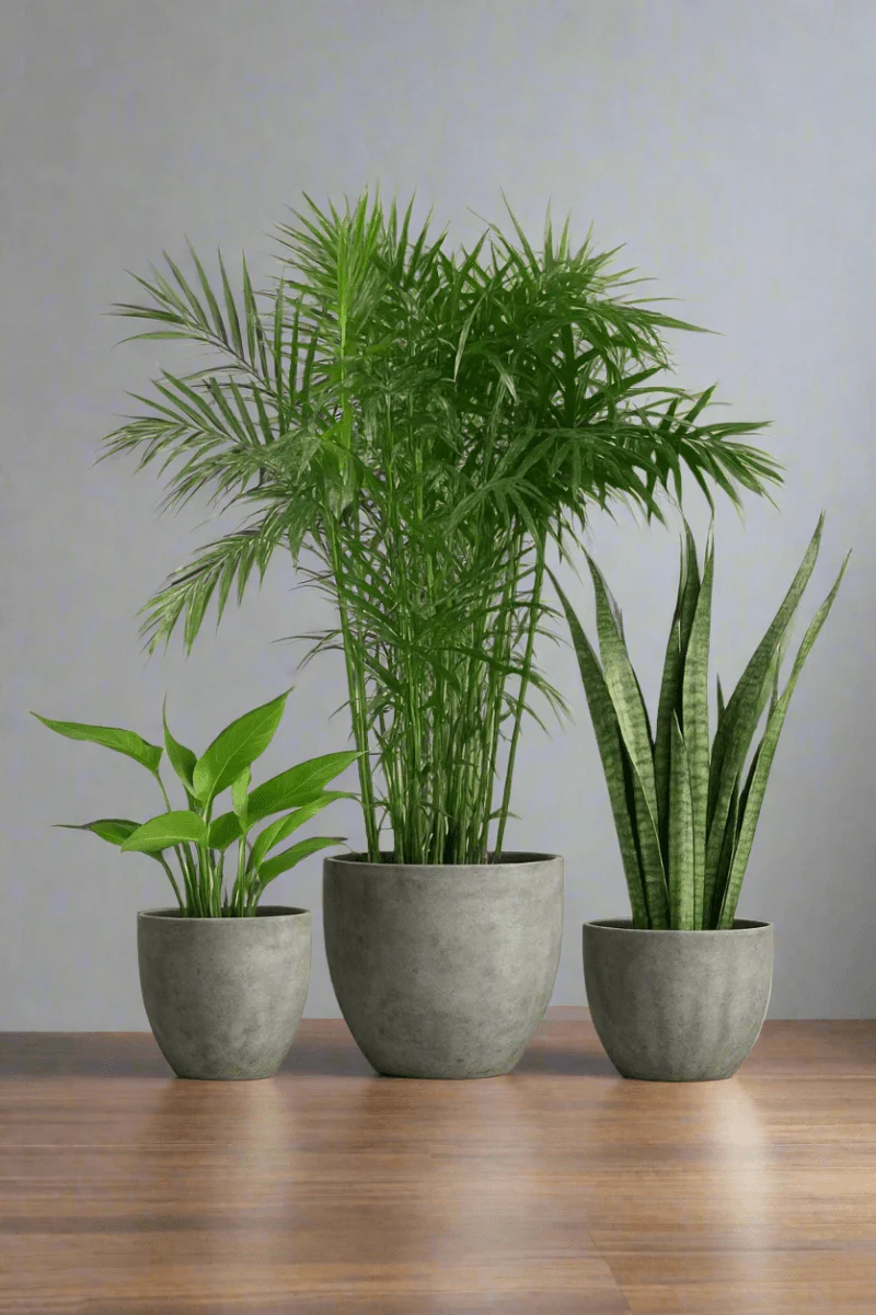 Top Seller Trio Set - Image 6