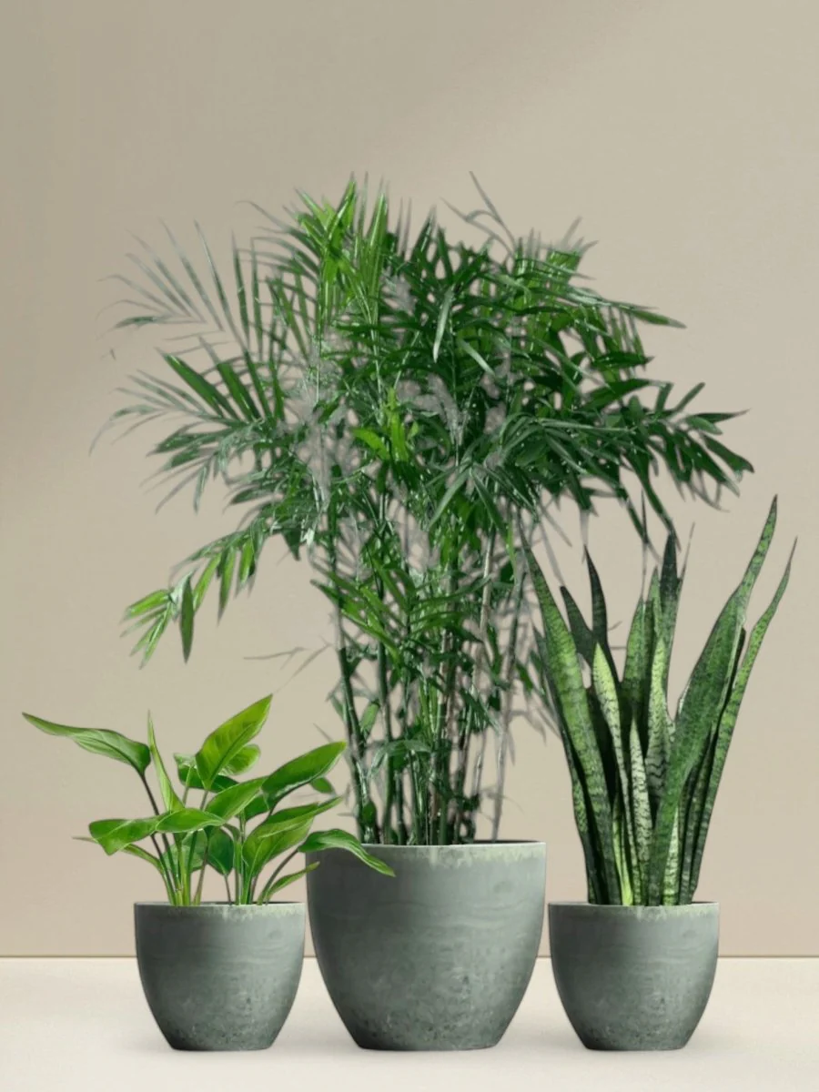 Top Seller Trio Set - Image 7
