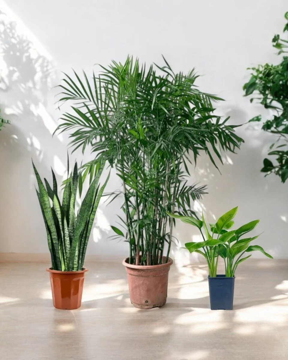 Top Seller Trio Set - Image 9