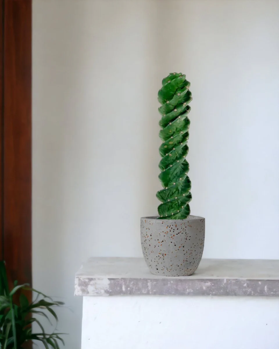 Tornado Cactus - Image 2