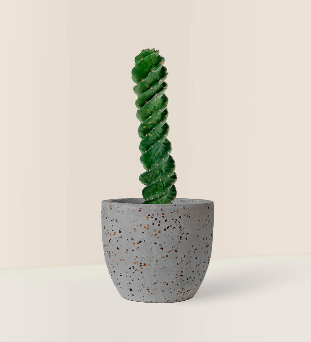 Tornado Cactus - Image 3