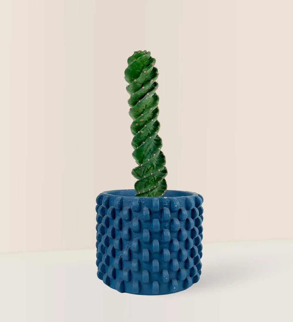 Tornado Cactus - Image 4