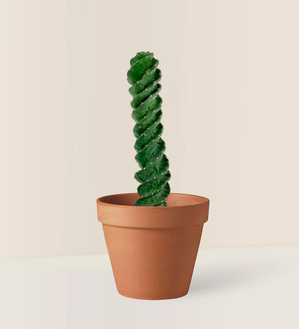 Tornado Cactus - Image 5