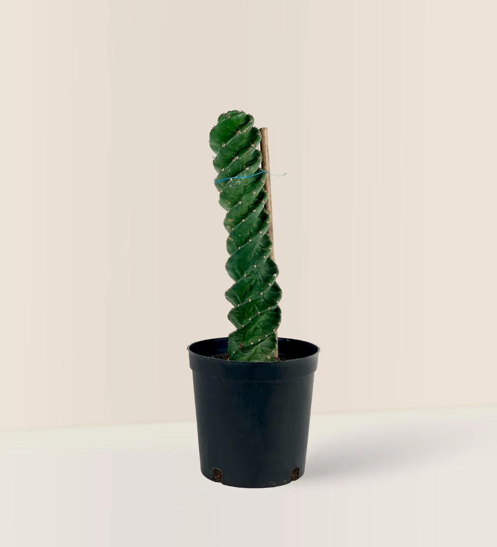 Tornado Cactus - Image 6