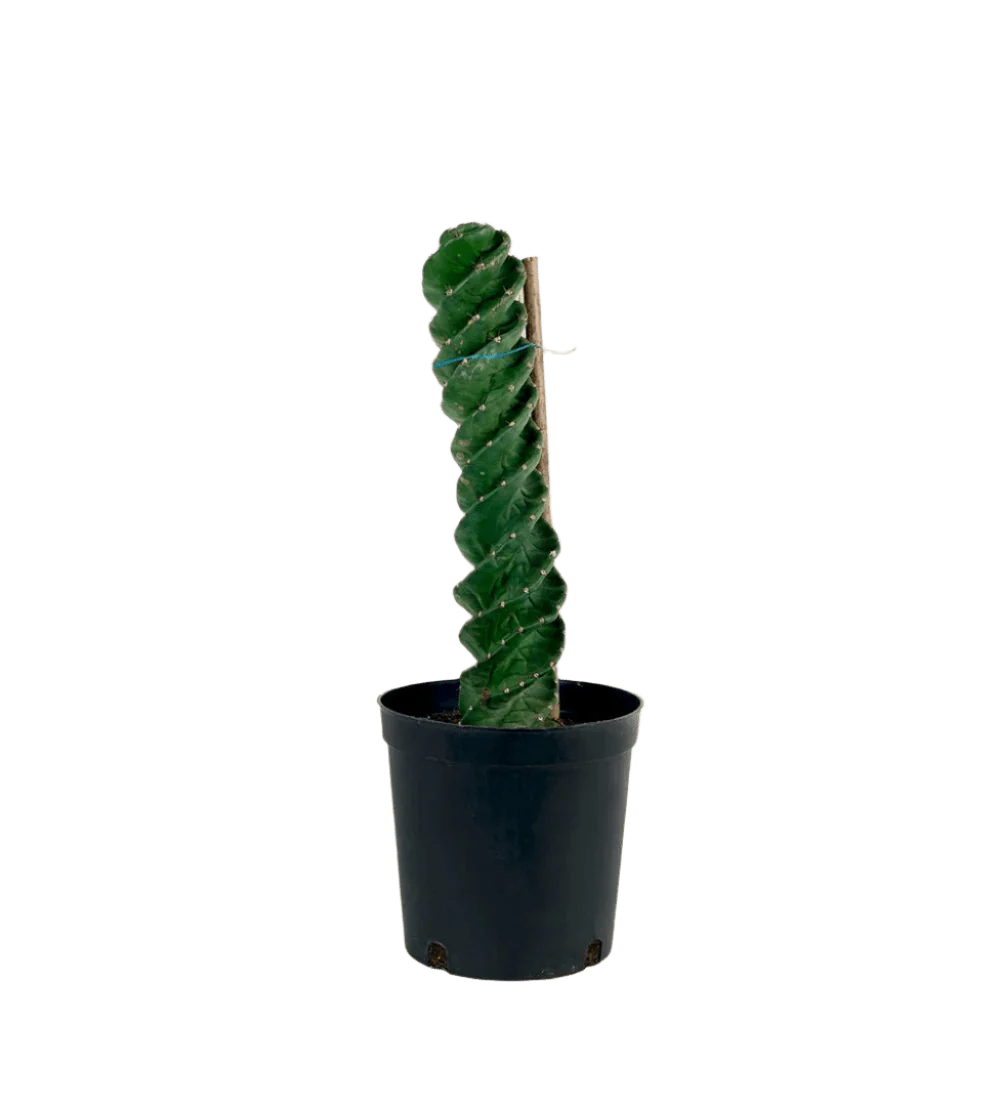 Tornado Cactus - Image 7