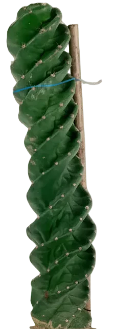 Tornado Cactus - Image 8