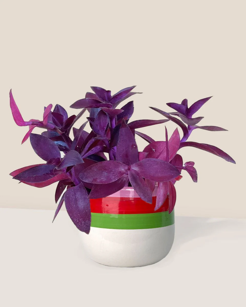 Tradescantia Pallida - Image 3