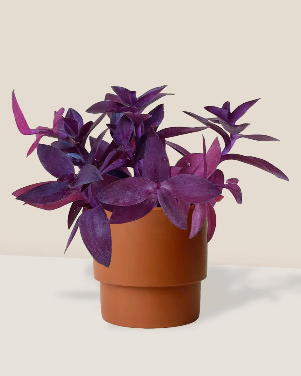 Tradescantia Pallida - Image 4