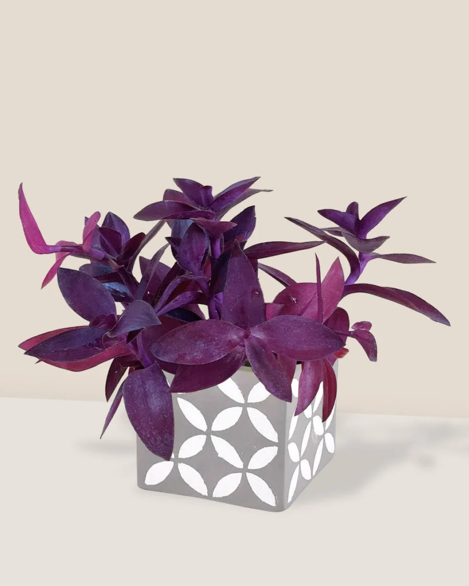 Tradescantia Pallida - Image 5