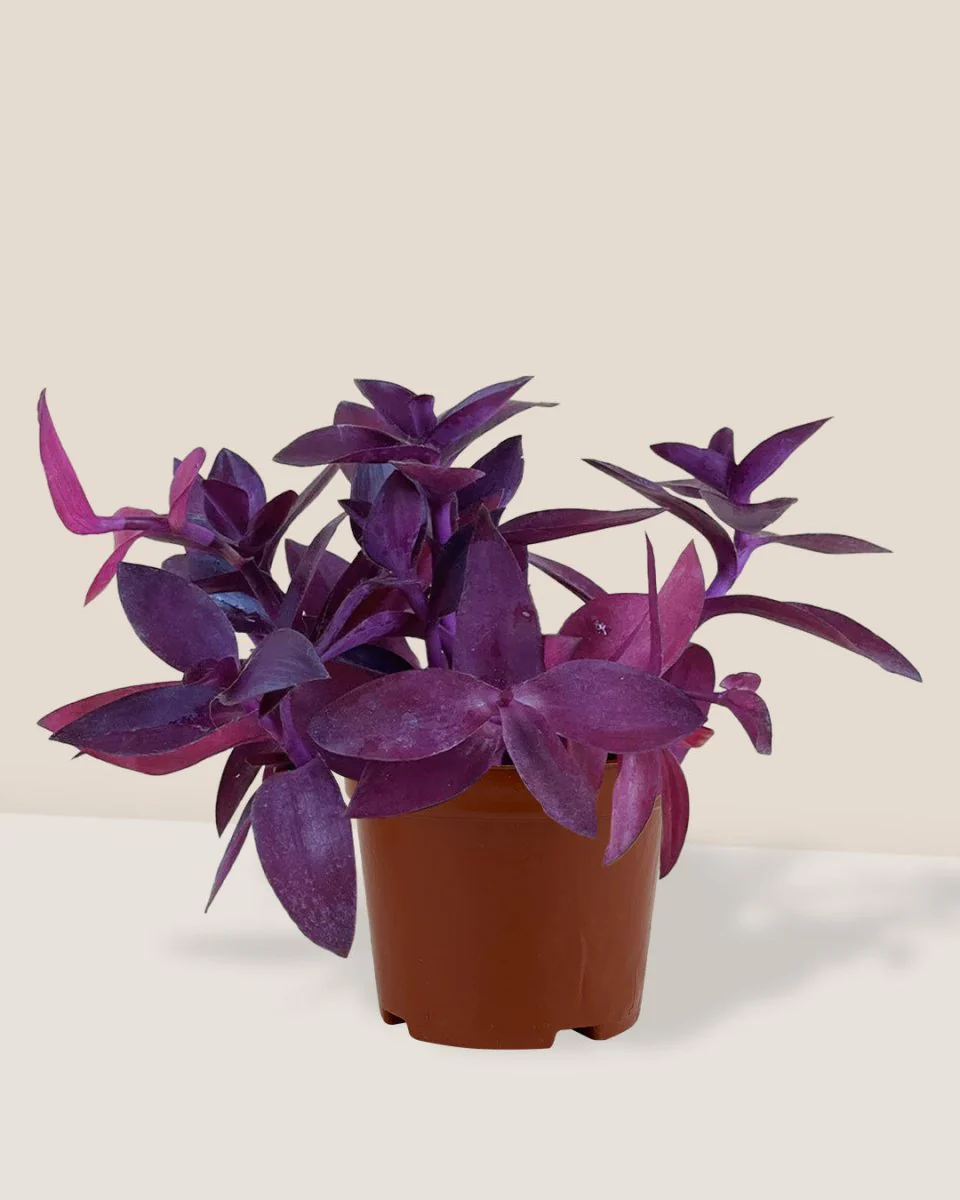 Tradescantia Pallida - Image 6
