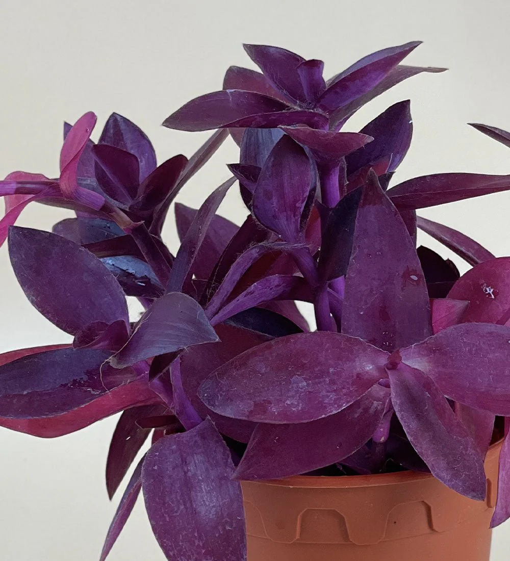 Tradescantia Pallida - Image 7