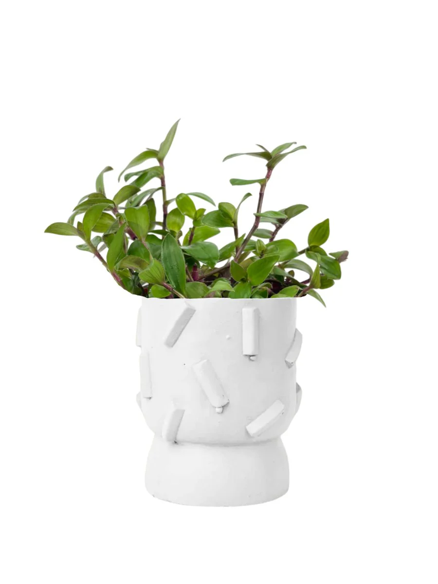 Tradescantia "Red Hill"