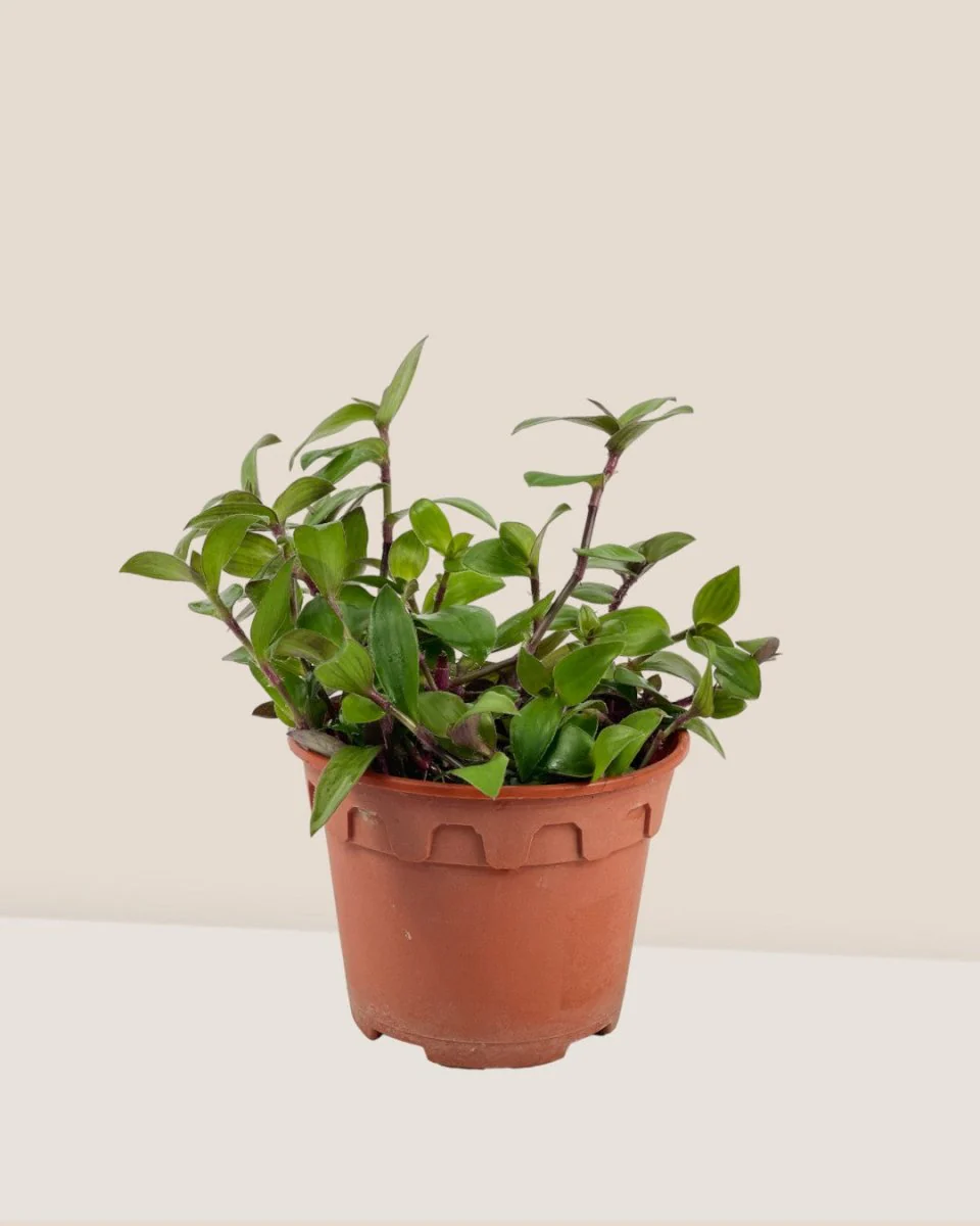 Tradescantia "Red Hill" - Image 3