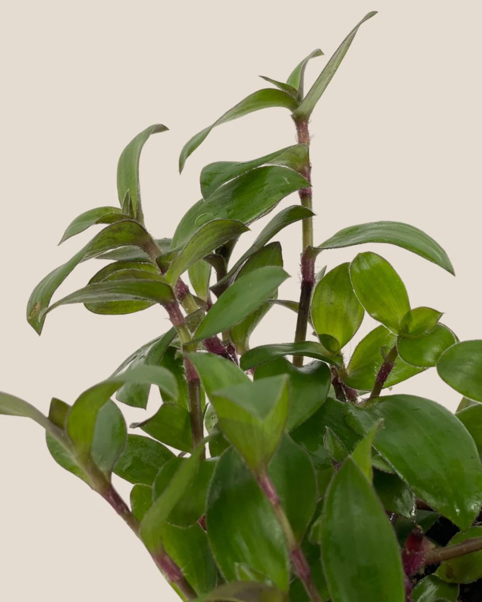 Tradescantia "Red Hill" - Image 4