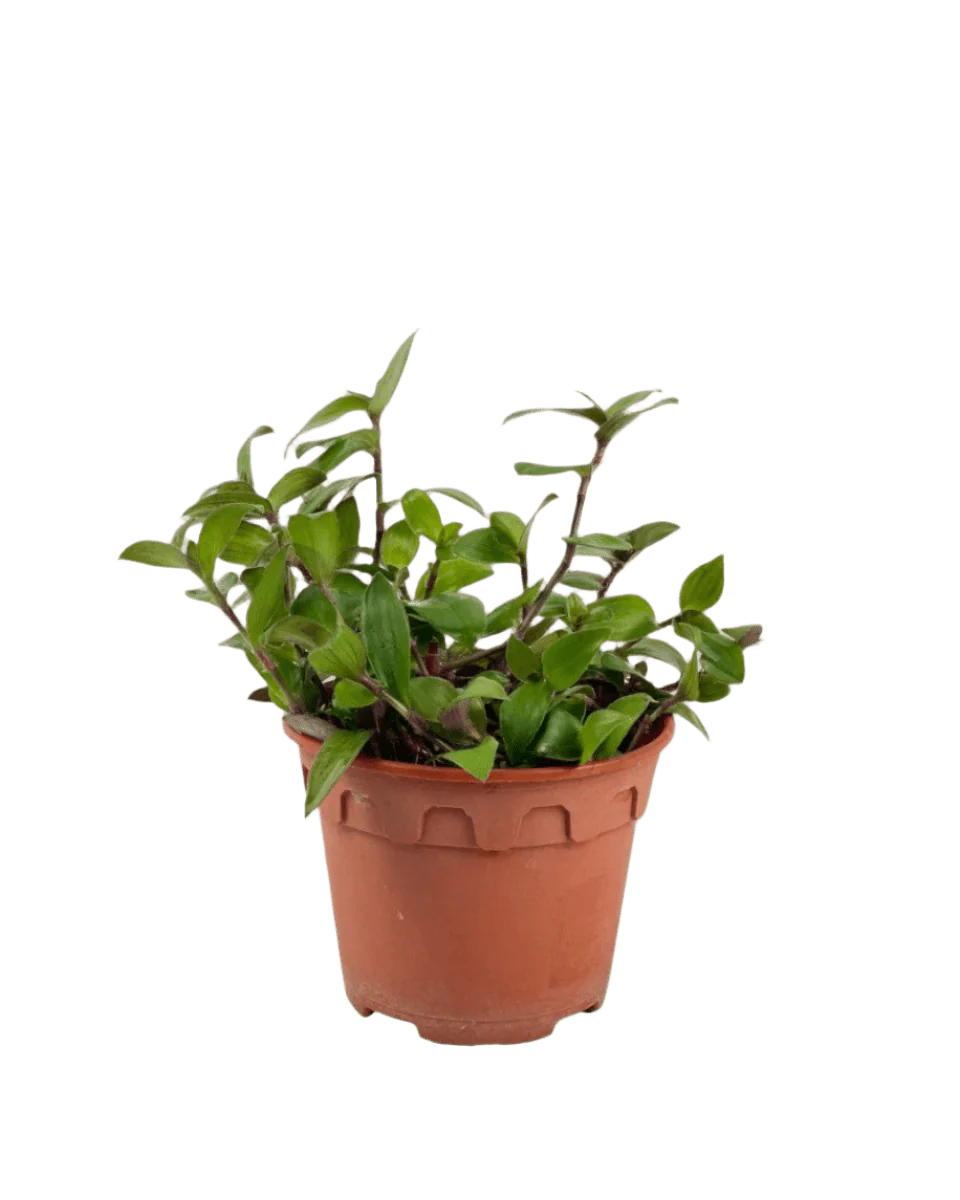 Tradescantia "Red Hill" - Image 6