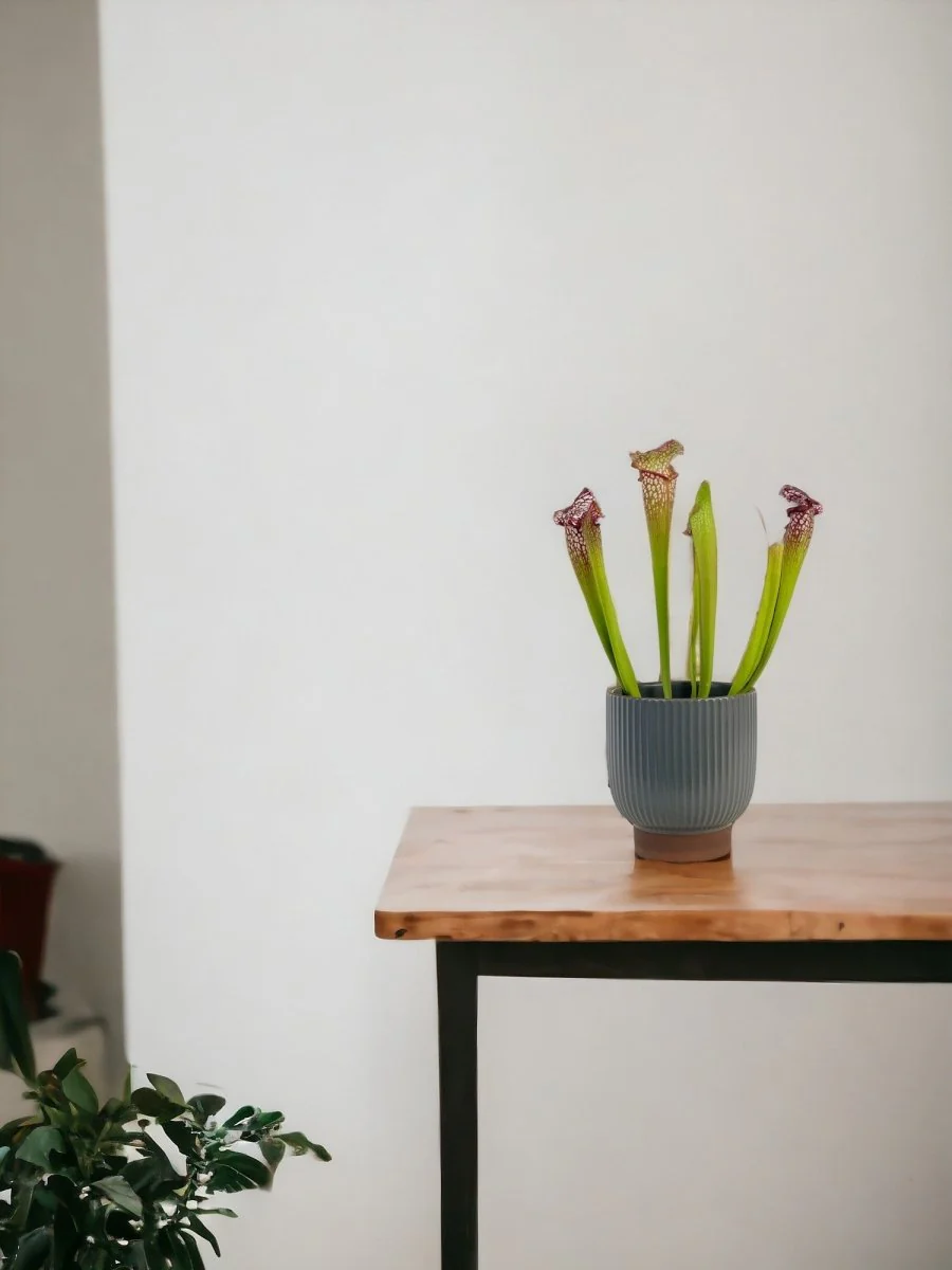 Trumpet Pitcher Plant - Image 2