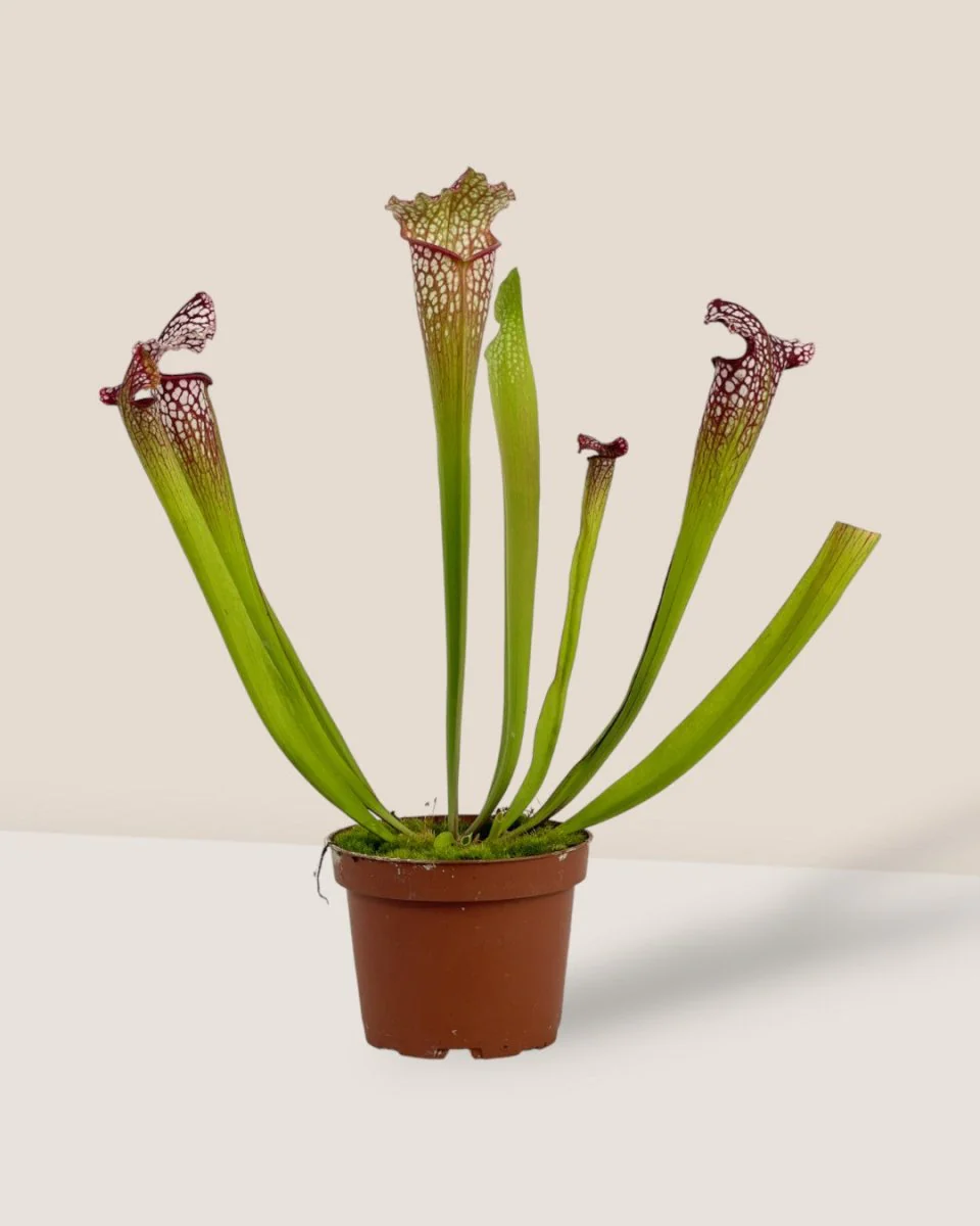 Trumpet Pitcher Plant - Image 3