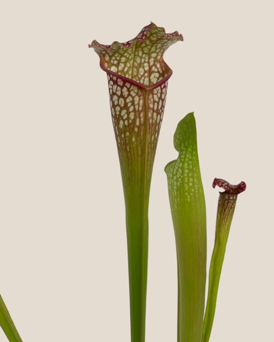 Trumpet Pitcher Plant - Image 4
