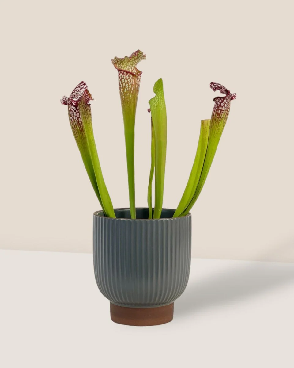 Trumpet Pitcher Plant - Image 5