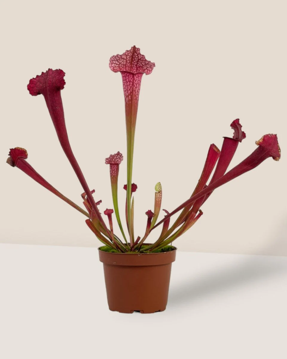 Trumpet Pitcher Plant - Image 6