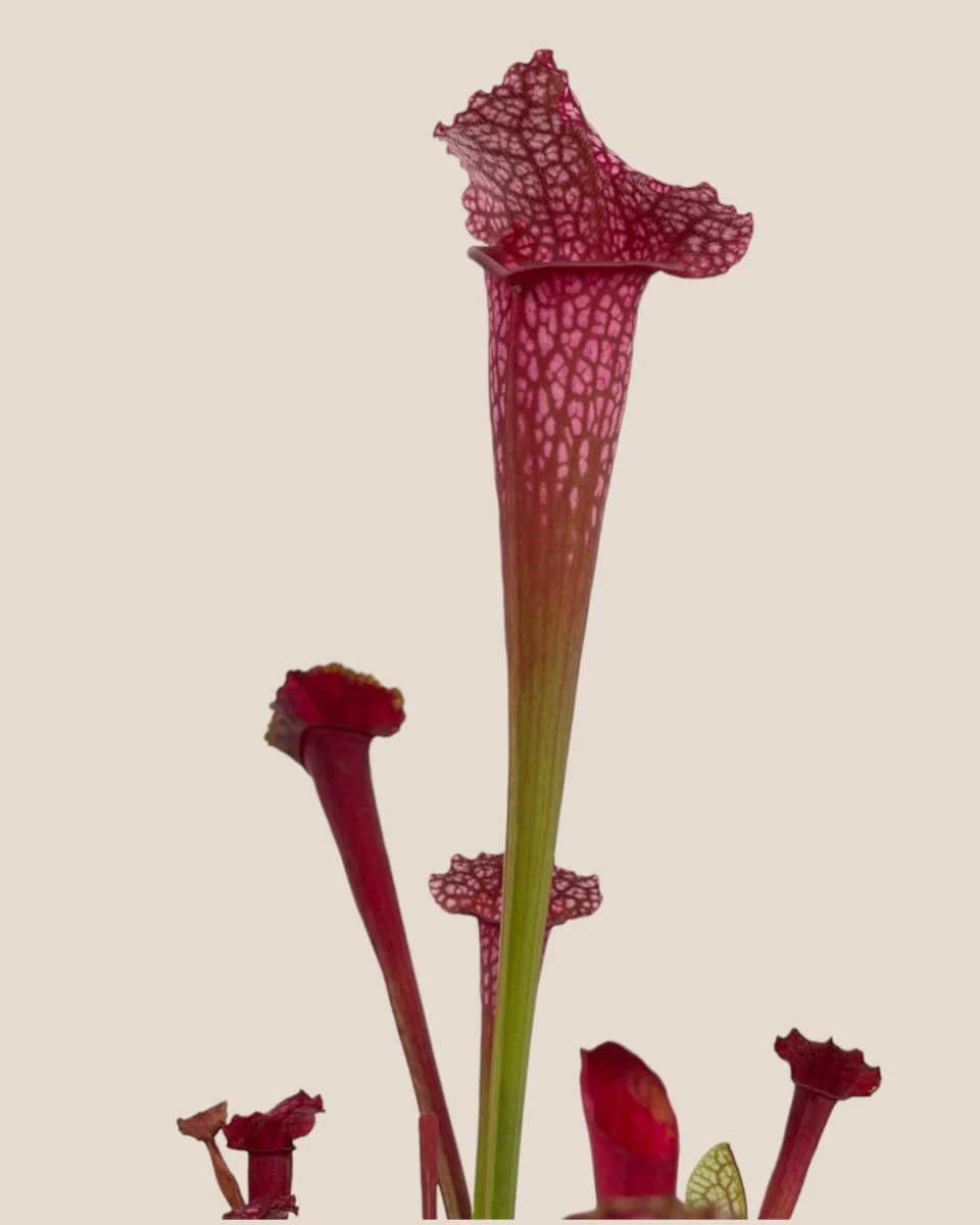 Trumpet Pitcher Plant - Image 7