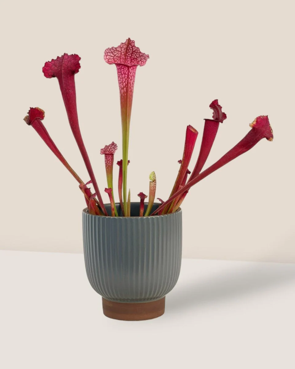Trumpet Pitcher Plant - Image 8