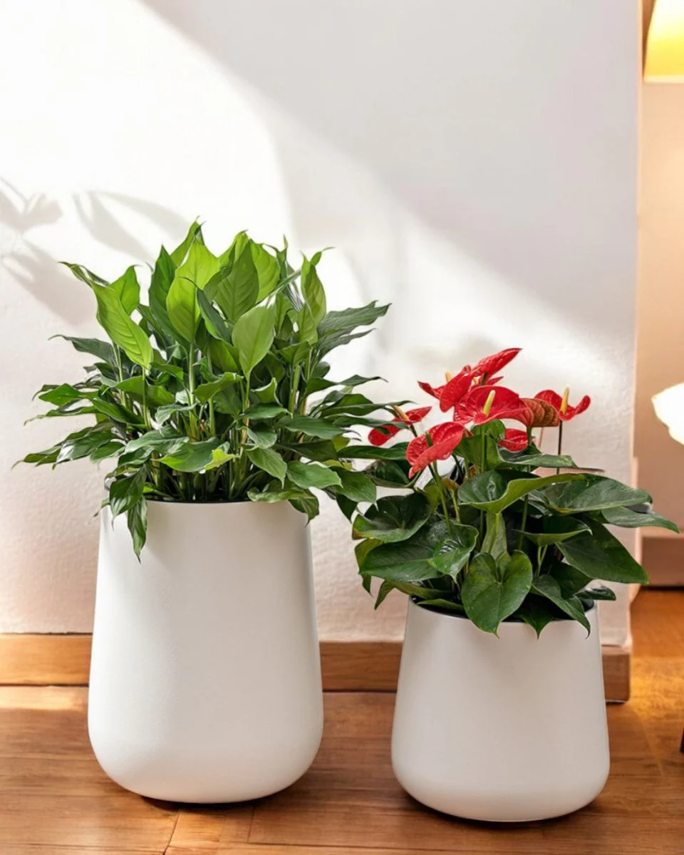 Tulip Pot - HydroEase Planter - XL - Image 5