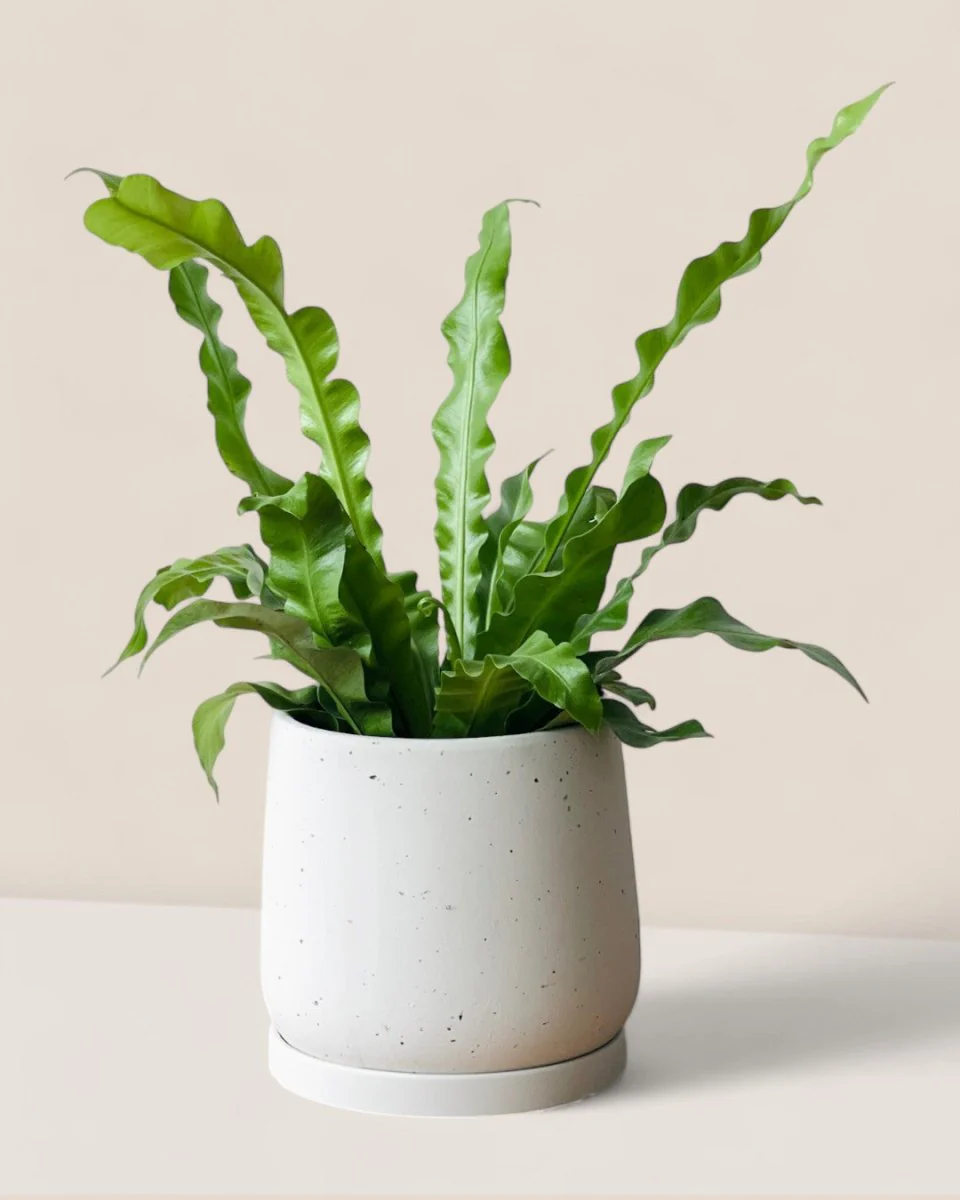 Tulip Terracotta - Medium - Image 12