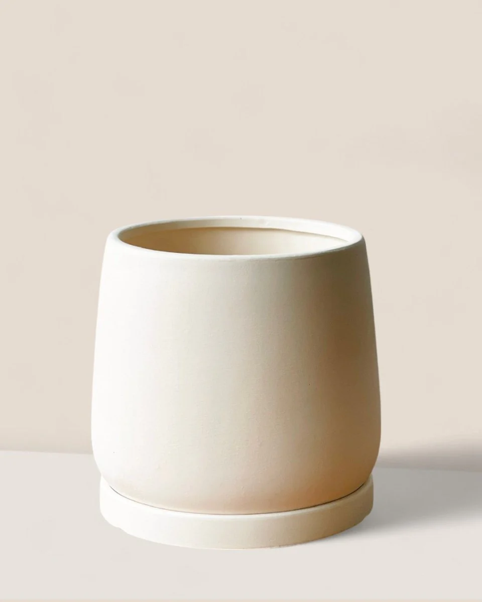 Tulip Terracotta - Medium - Image 13