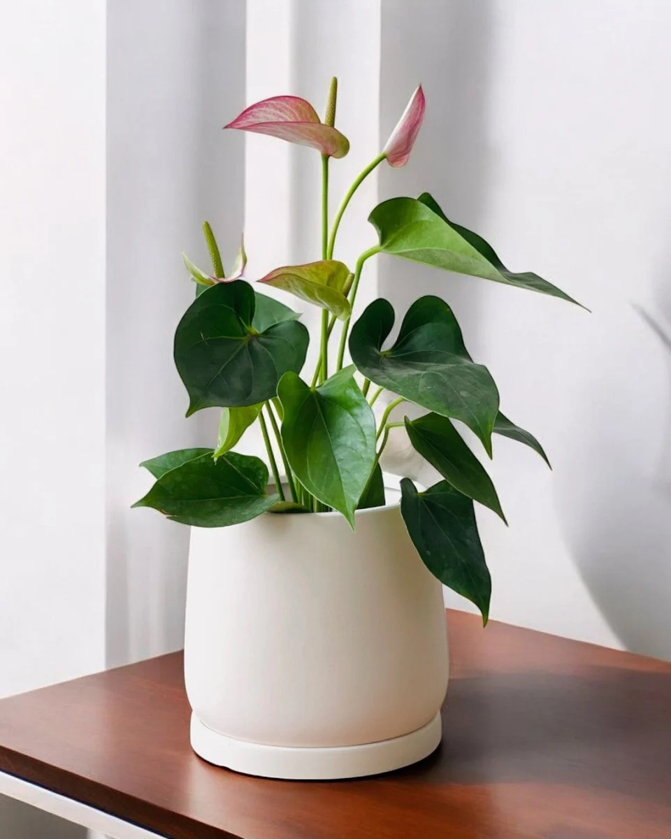 Tulip Terracotta - Medium - Image 14