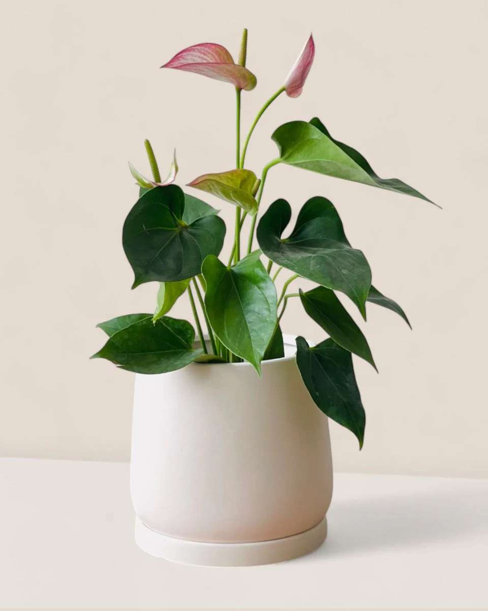 Tulip Terracotta - Medium - Image 16