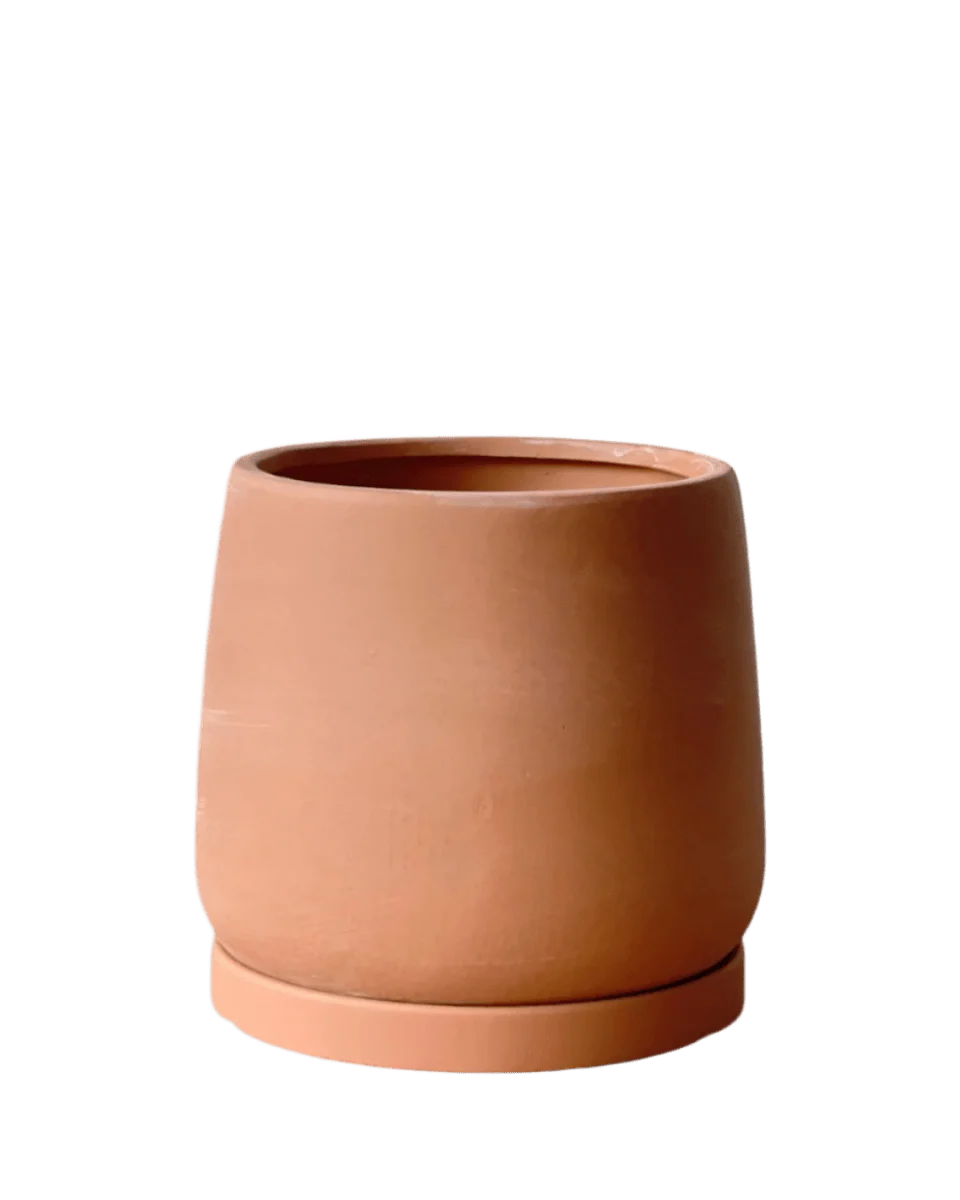 Tulip Terracotta - Medium - Image 17