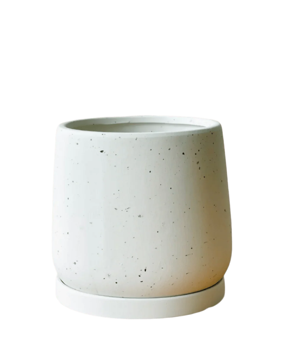 Tulip Terracotta - Medium - Image 19